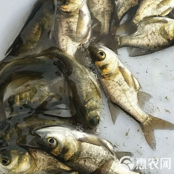 附近魚苗出售地址