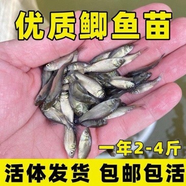 附近魚苗出售地址