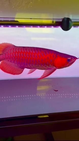紅龍戰車6個位置圖