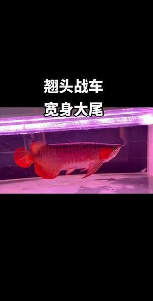 紅龍戰車6個位置圖