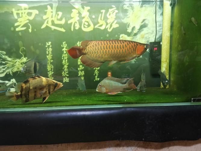 紅龍戰車6個位置圖