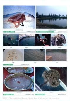魟魚(yú)懷孕最怕三個(gè)東西