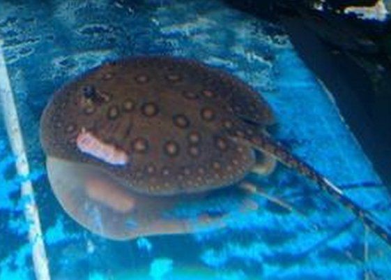 魟魚(yú)懷孕最怕三個(gè)東西