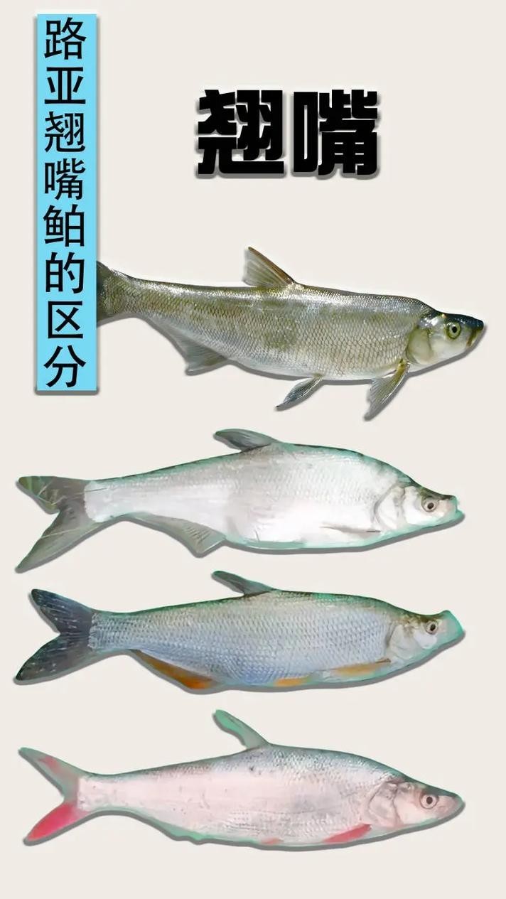 龍魚和翹嘴區別圖片大全