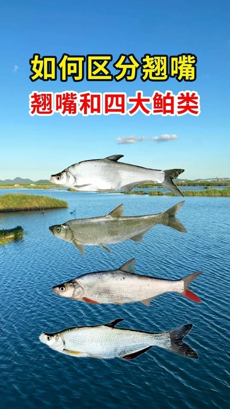 龍魚和翹嘴區別圖片大全