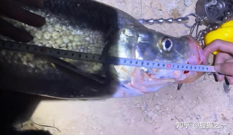 龍魚和翹嘴區別圖片大全