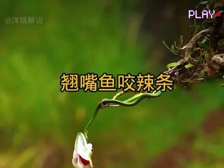 龍魚和翹嘴區別圖片大全