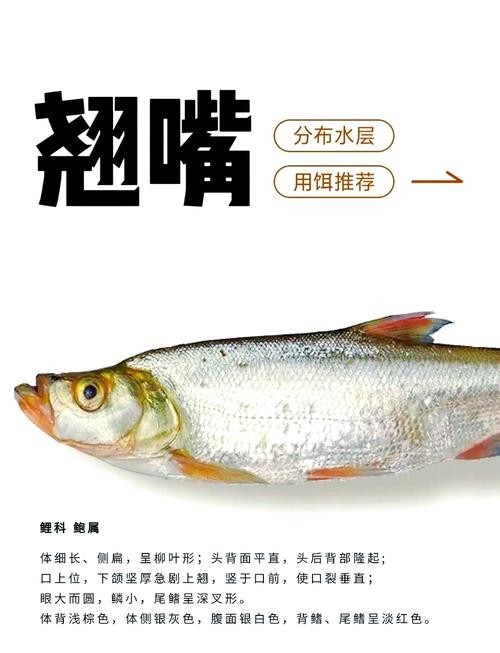 龍魚和翹嘴區別圖片大全