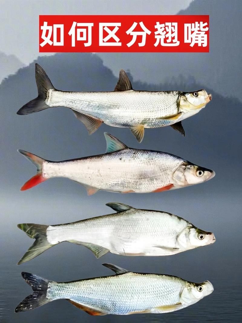 龍魚和翹嘴區別圖片大全