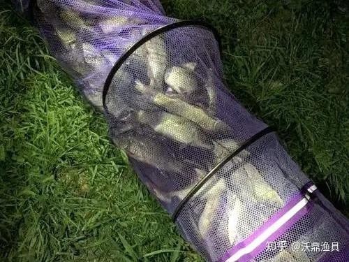 龍魚和翹嘴區別圖片大全