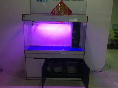 龍魚和什么魚混養最好(銀龍魚和什么魚混養好)