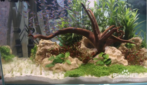 示范區漁人張魚缸商店（示范區漁人張魚缸商店在哪）