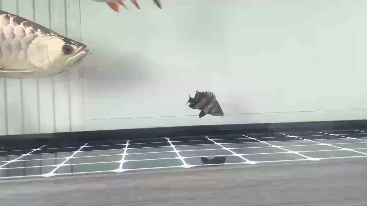 抓