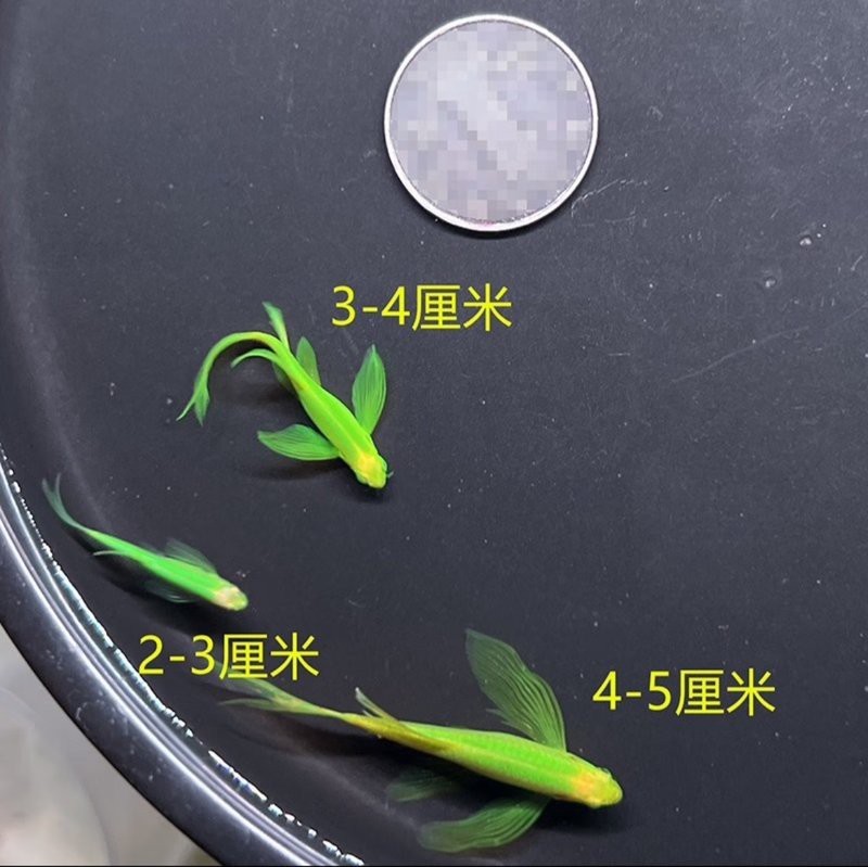 綠翡翠魚圖片