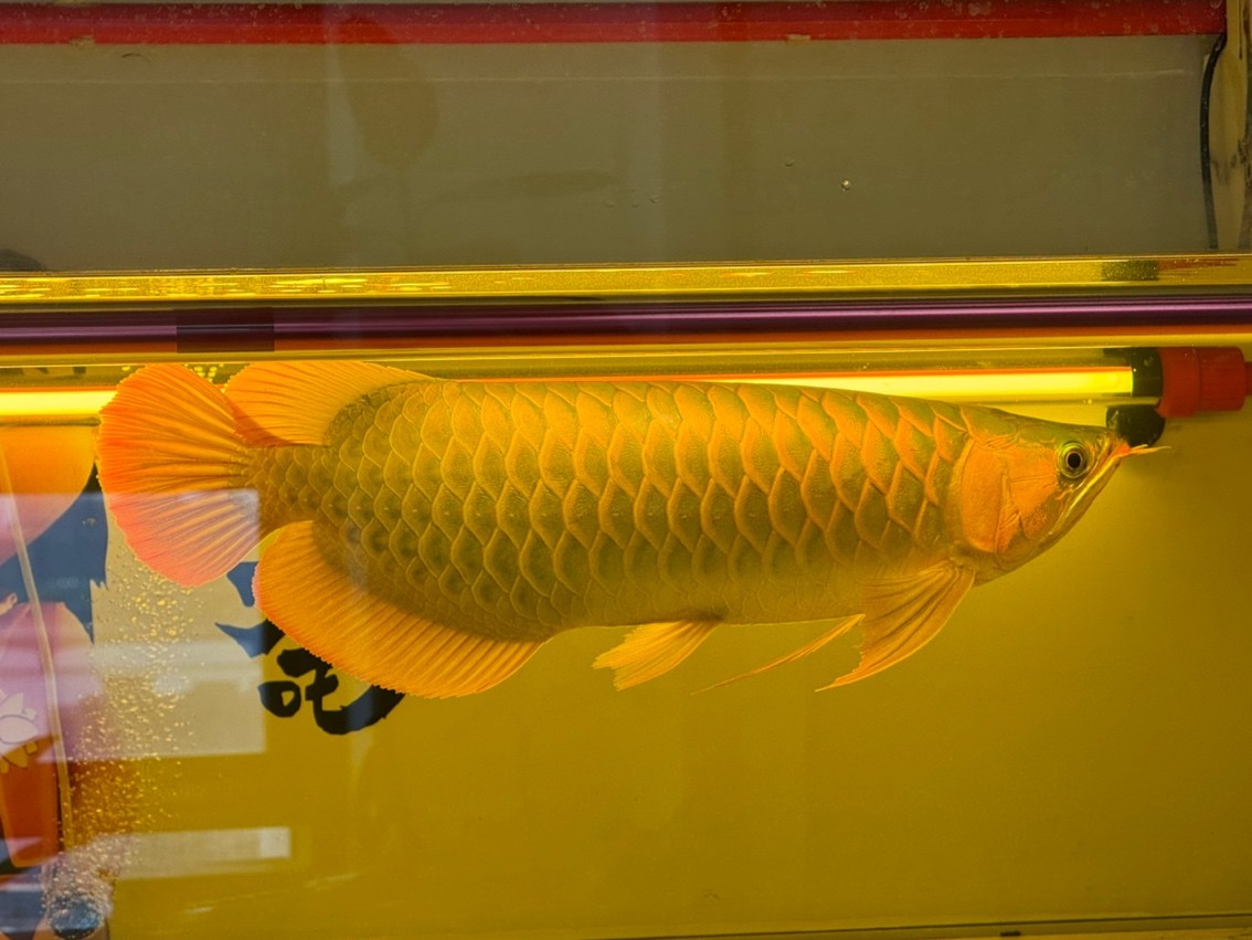 越養越美