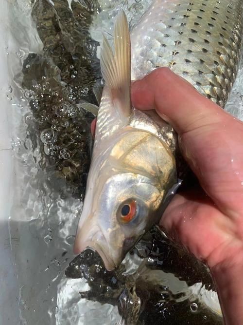 紅眼睛魚圖片大全