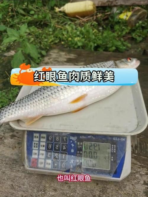 紅眼睛魚圖片大全