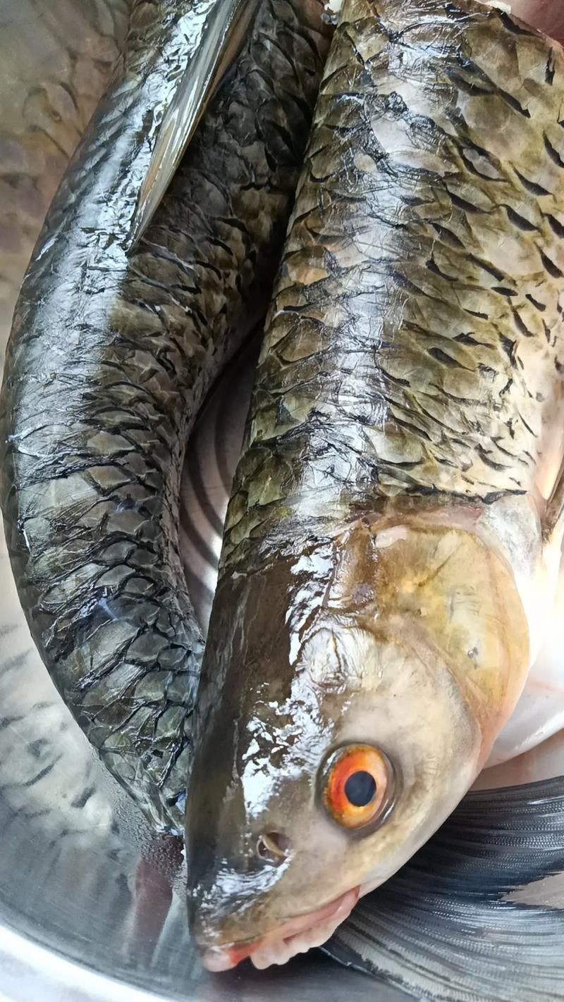 紅眼睛魚圖片大全