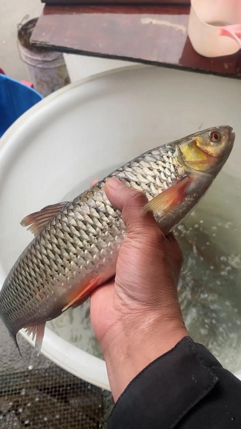 紅眼睛魚圖片大全