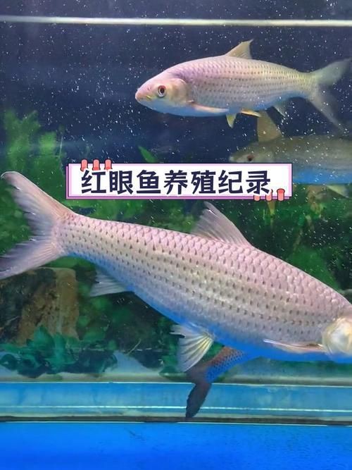紅眼睛魚圖片大全
