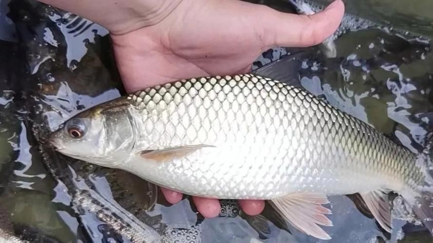 紅眼睛魚圖片大全