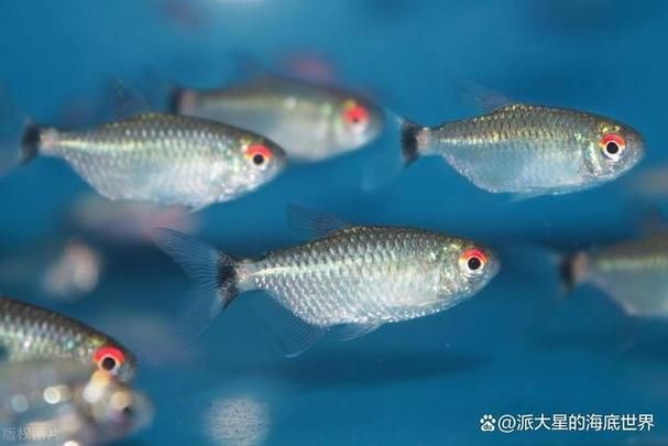 紅眼睛魚圖片大全