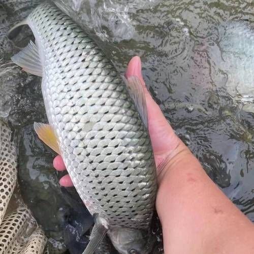 紅眼睛魚圖片大全