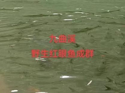 紅眼睛魚圖片大全