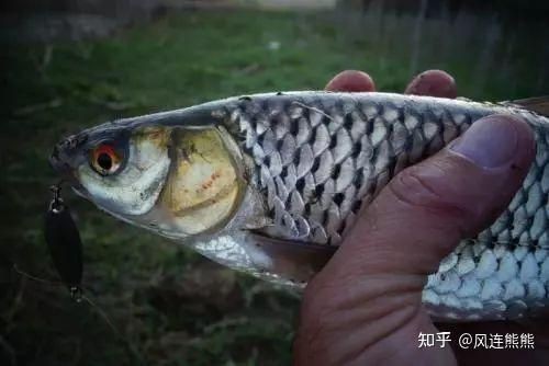 紅眼睛魚圖片大全