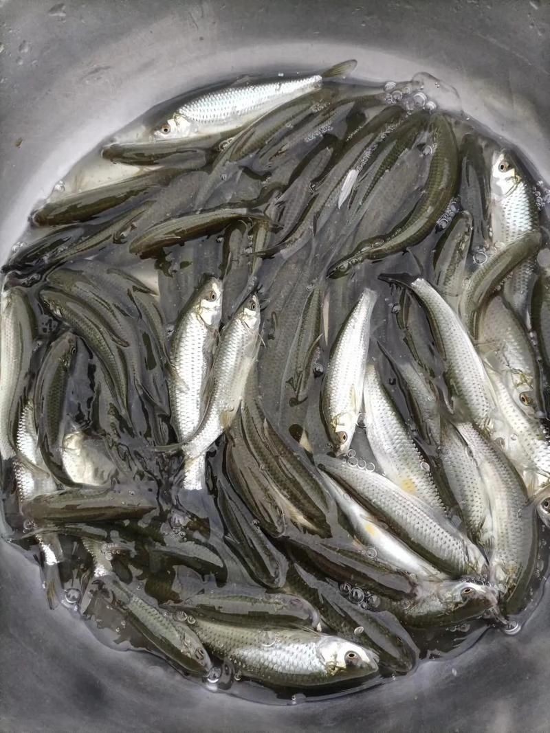 紅眼睛魚圖片大全