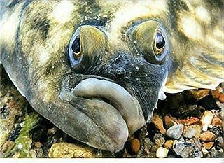鰈魚是比目魚嗎