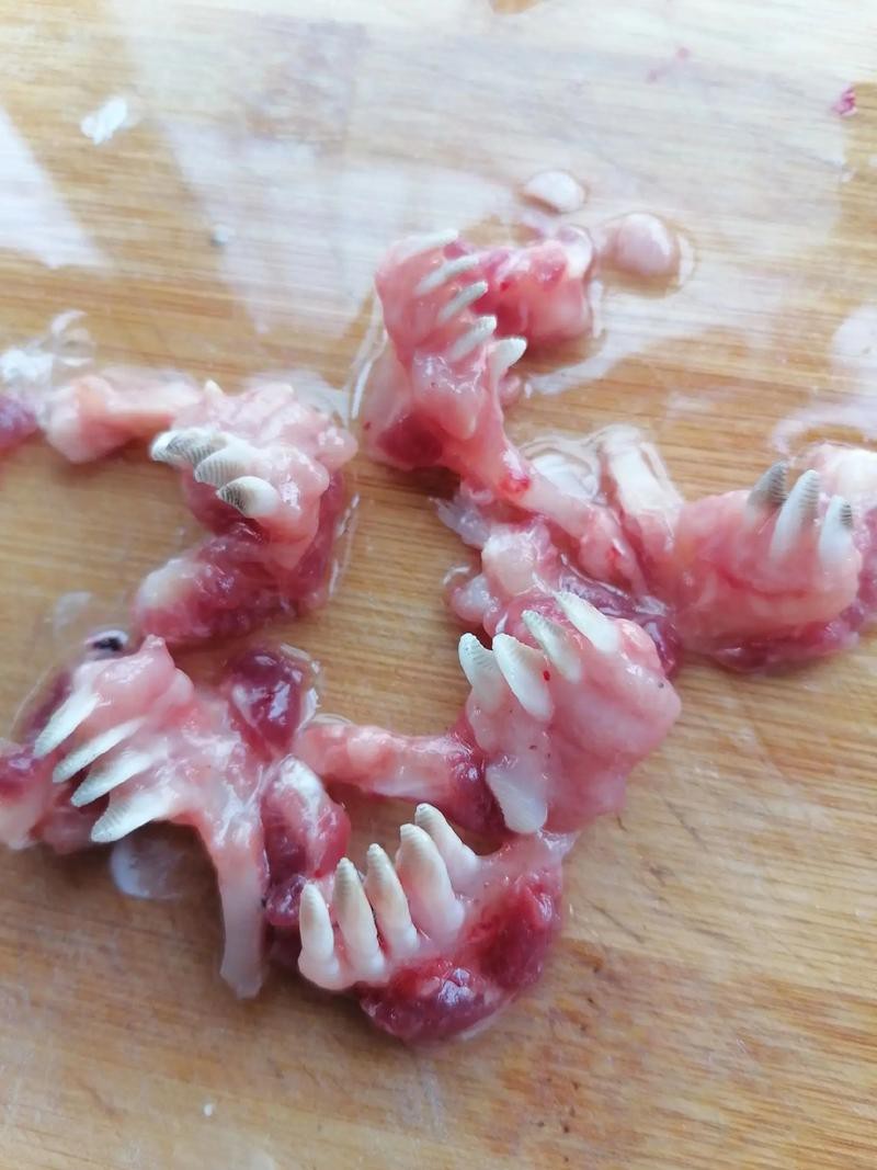 刀魚的牙齒圖片