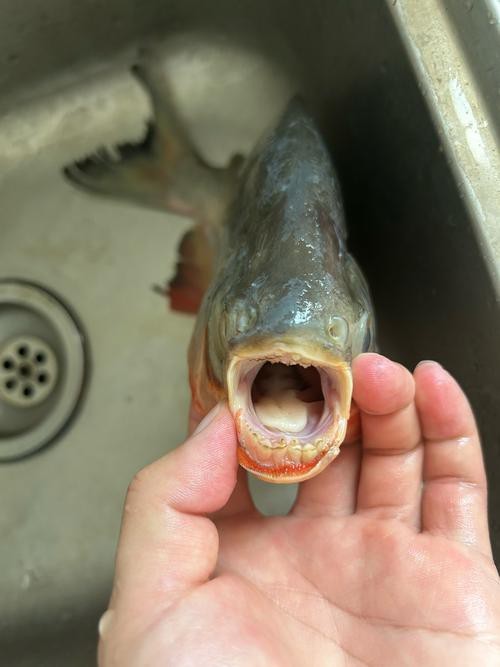 刀魚的牙齒圖片