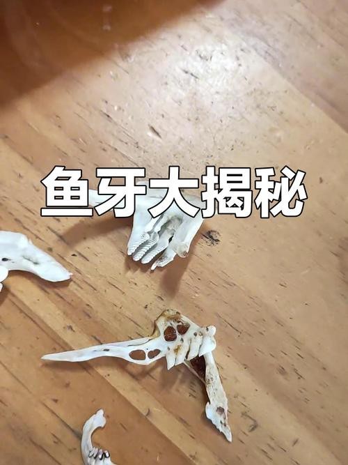 刀魚的牙齒圖片