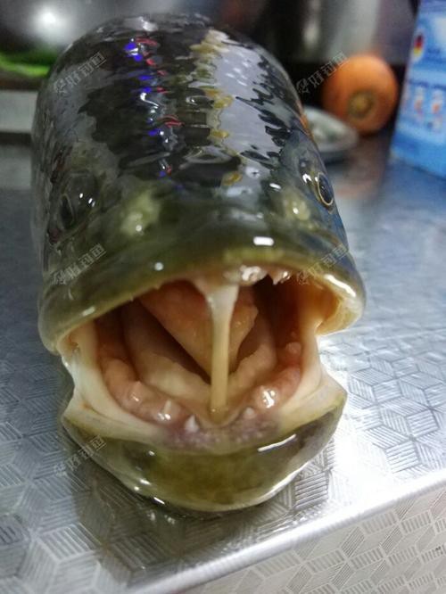 刀魚的牙齒圖片