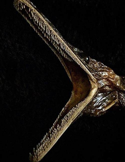 刀魚的牙齒圖片