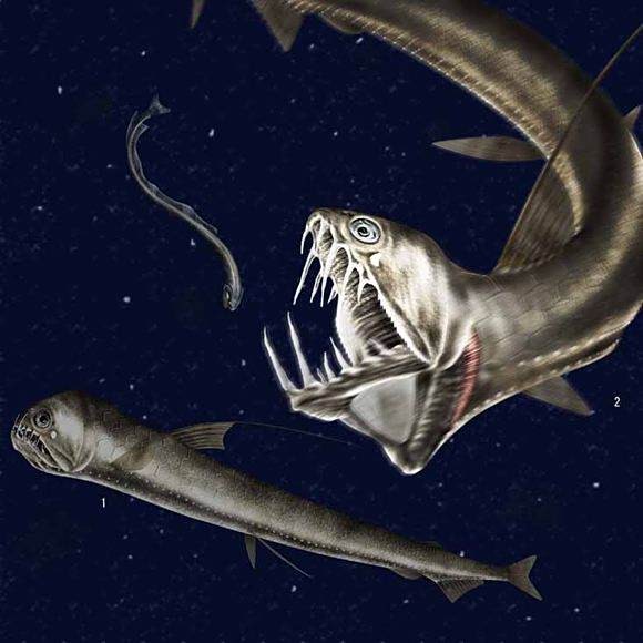 刀魚的牙齒圖片