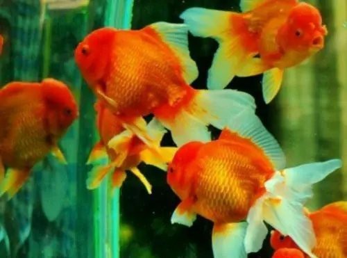 金魚夏天為什么容易死