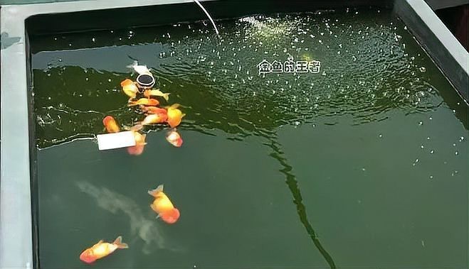 金魚夏天為什么容易死