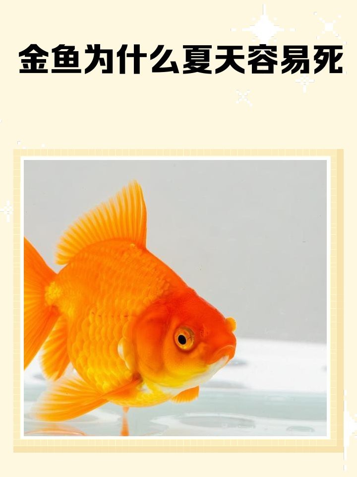 金魚夏天為什么容易死
