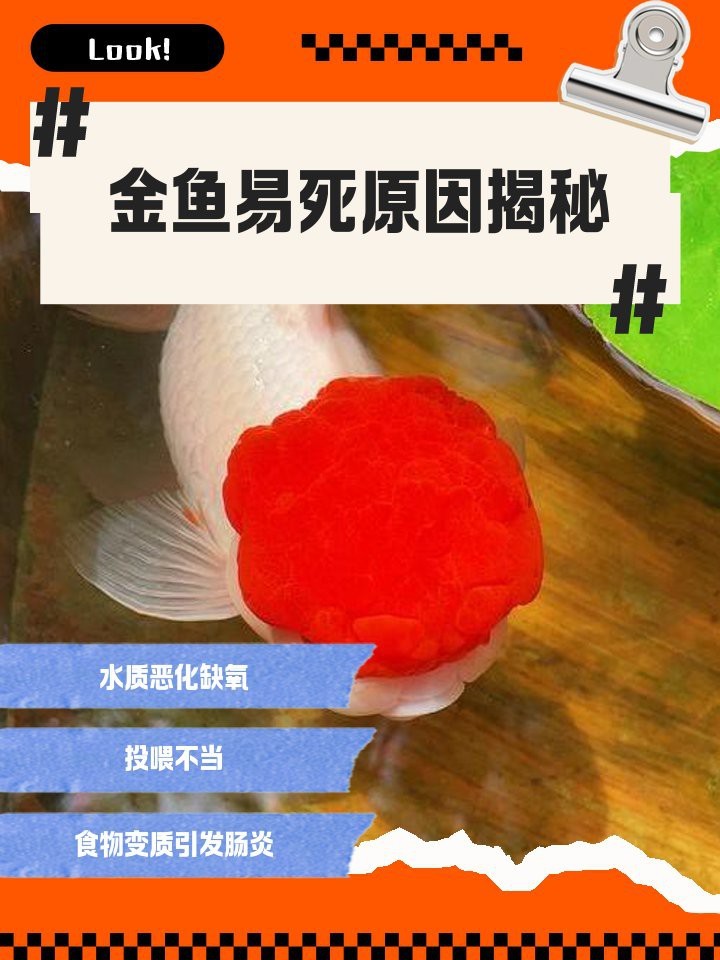 金魚夏天為什么容易死