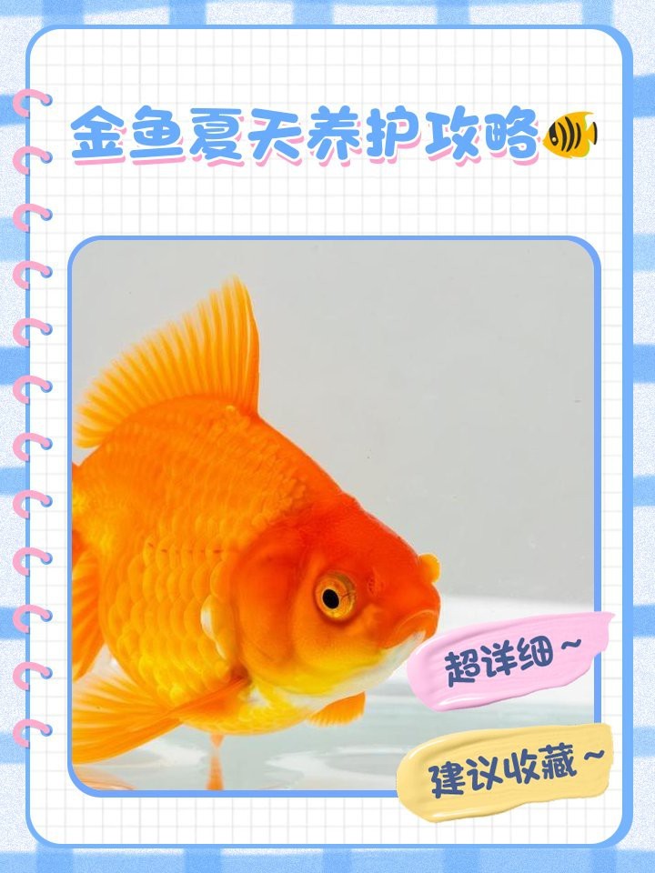 金魚夏天為什么容易死