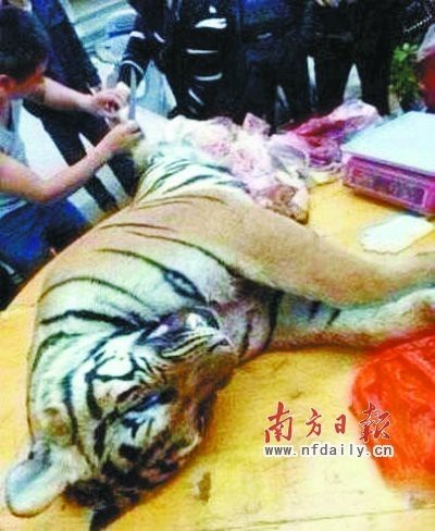 殺老虎視頻全過程屠宰場 殺老虎視頻全過程屠宰場 龍魚論壇 第2張