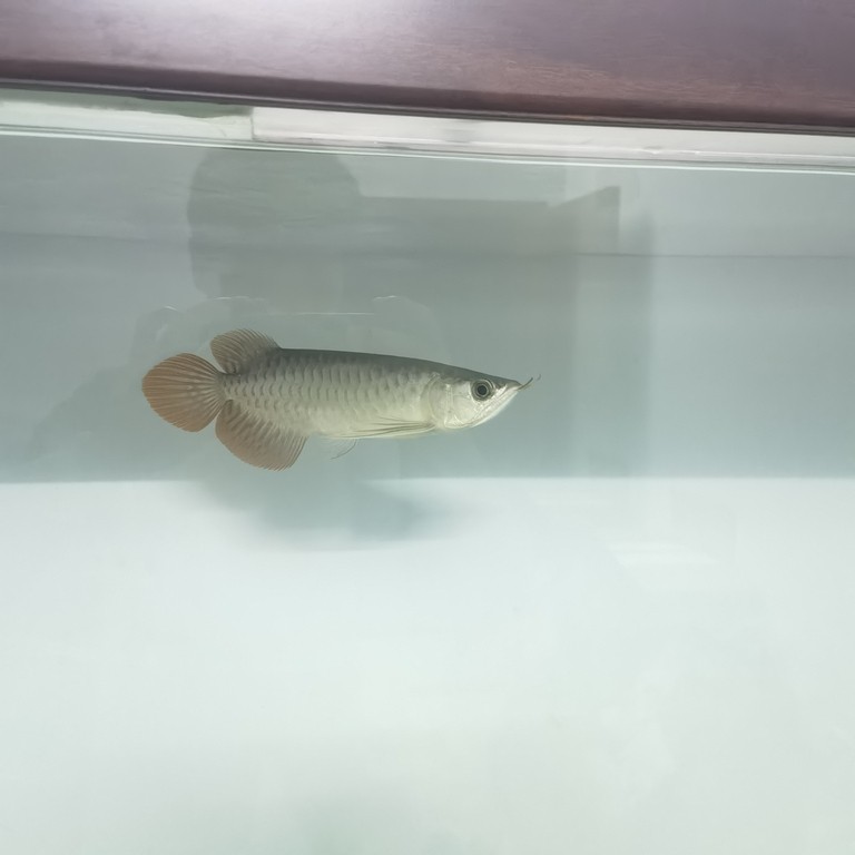 說是綠皮辣椒，1800值嗎？ 說是綠皮辣椒，1800值嗎？ 龍魚論壇