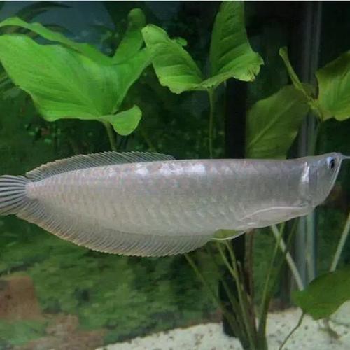 銀龍魚幼苗圖片 龍魚論壇 第5張 銀龍魚幼苗圖片 銀龍魚幼苗圖片 龍魚論壇 第5張