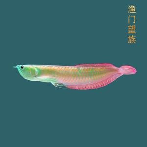 銀龍魚幼苗圖片 龍魚論壇 第7張 銀龍魚幼苗圖片 銀龍魚幼苗圖片 龍魚論壇 第7張