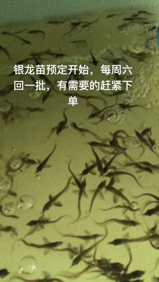 銀龍魚幼苗圖片 龍魚論壇 第10張 銀龍魚幼苗圖片 銀龍魚幼苗圖片 龍魚論壇 第10張