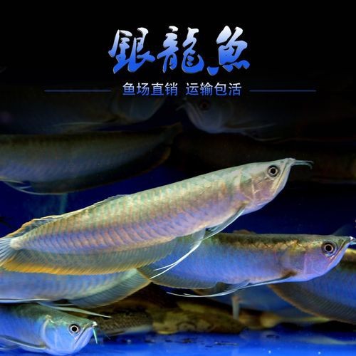 銀龍魚幼苗圖片 龍魚論壇 第11張 銀龍魚幼苗圖片 銀龍魚幼苗圖片 龍魚論壇 第11張