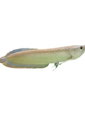 銀龍魚幼苗圖片 龍魚論壇 第19張 銀龍魚幼苗圖片 銀龍魚幼苗圖片 龍魚論壇 第19張