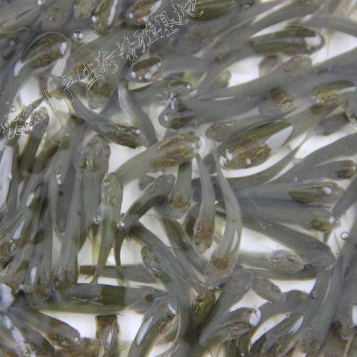 銀龍魚幼苗圖片 龍魚論壇 第18張 銀龍魚幼苗圖片 銀龍魚幼苗圖片 龍魚論壇 第18張